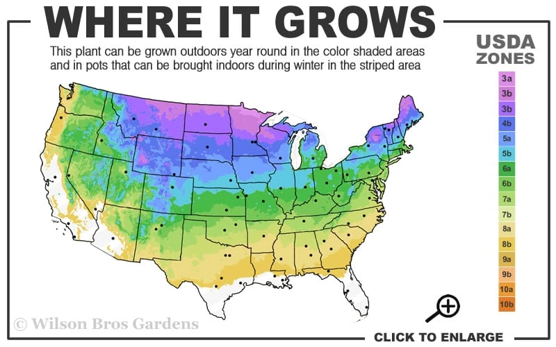 Emerald Cushion Blue Creeping Phlox - 1 Gallon Pot 3 Emerald Cushion Blue Creeping Phlox - 1 Gallon Pot - Image 3