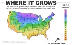 Bronze Beauty Ajuga - Bugleweed - 1 Gallon Pot 6 Bronze Beauty Ajuga - Bugleweed - 1 Gallon Pot -Botanhush Sales 3a 9b 6