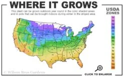 Coral Drift Groundcover Rose - 1 Gallon Pot 8 Coral Drift Groundcover Rose - 1 Gallon Pot -Botanhush Sales 4a 11 7