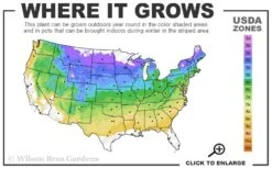 Scarlet Catchfly (Silene Virginica) - 1 Gallon Pot 11 Scarlet Catchfly (Silene Virginica) - 1 Gallon Pot -Botanhush Sales 4a 8b 11