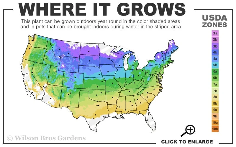 Blue Star Juniper - 3 Gallon Pot 3 Blue Star Juniper - 3 Gallon Pot - Image 3