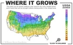 Cardinal Wyszynski Clematis - 1 Gallon Pot -Botanhush Sales 4a 8b thumbnail 1