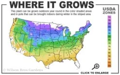 Gold Lace Juniper - 1 Gallon Pot -Botanhush Sales 4a 9a 1