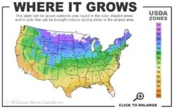 Alionushka Clematis - 1 Gallon Pot 8 Alionushka Clematis - 1 Gallon Pot -Botanhush Sales 4a 9b 6