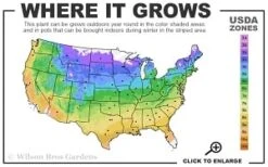 Guiding Promise Clematis - 1 Gallon Pot -Botanhush Sales 4a 9b thumbnail 1