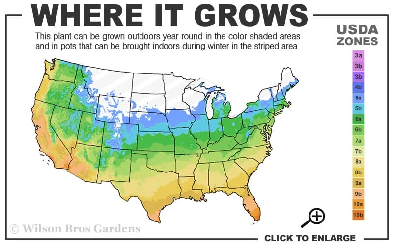 Sunrosa Yellow Dwarf Shrub Rose - 1 Gallon Pot 3 Sunrosa Yellow Dwarf Shrub Rose - 1 Gallon Pot - Image 3