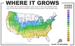 Creeping St Johns Wort - Hypericum Calycinum - 6 Pack Of Pint Pots 7 Creeping St Johns Wort - Hypericum Calycinum - 6 Pack Of Pint Pots -Botanhush Sales 5a 8b 10
