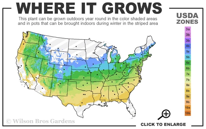 Stewartstonian Azalea - 1 Gallon Pot 3 Stewartstonian Azalea - 1 Gallon Pot - Image 3