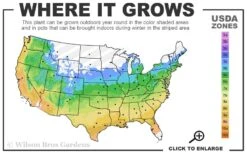 Solar Glow Sunbow Azalea - 3 Gallon Pot 6 Solar Glow Sunbow Azalea - 3 Gallon Pot -Botanhush Sales 5a 9b 9