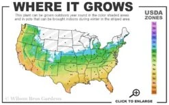 Creeping Lilyturf (Liriope Spicata) - 6 Pack Of Pint Pots 7 Creeping Lilyturf (Liriope Spicata) - 6 Pack Of Pint Pots -Botanhush Sales 5b 11