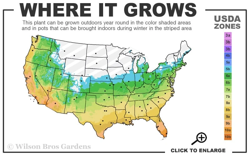 Dwarf Black Mondo Grass - 5 Pack Of Quart Pots 3 Dwarf Black Mondo Grass - 5 Pack Of Quart Pots - Image 3