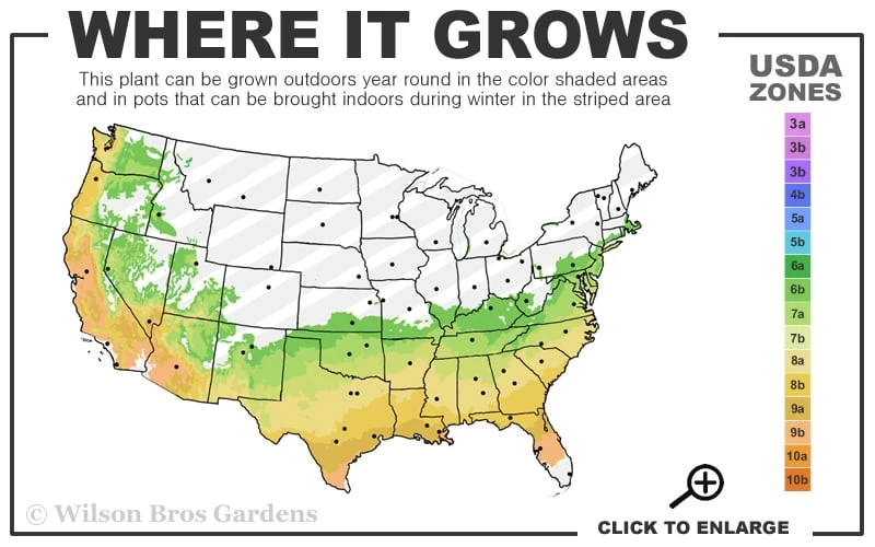 Astronaut Azalea - 1 Gallon Pot 3 Astronaut Azalea - 1 Gallon Pot - Image 3