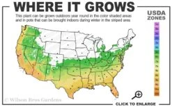 Winter's Snowman Camellia Hybrid - 7 Gallon Pot (3-4') 6 Winter's Snowman Camellia Hybrid - 7 Gallon Pot (3-4') -Botanhush Sales 6a 10a