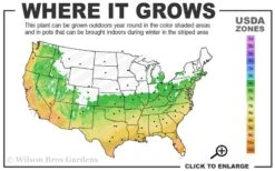 Summer Snow Gardenia - 3 Gallon Pot 10 Summer Snow Gardenia - 3 Gallon Pot -Botanhush Sales 6a 10a 3