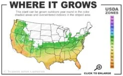 Pink Muhly Grass (Cotton Candy Grass) - 32 Pack Of 1 Gallon Pots 12 Pink Muhly Grass (Cotton Candy Grass) - 32 Pack Of 1 Gallon Pots -Botanhush Sales 6a 10b 11