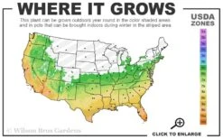 Variegated Liriope - Lilyturf - 72 Pack Of 3.5" Pint Pots 10 Variegated Liriope - Lilyturf - 72 Pack Of 3.5" Pint Pots -Botanhush Sales 6a 11 3