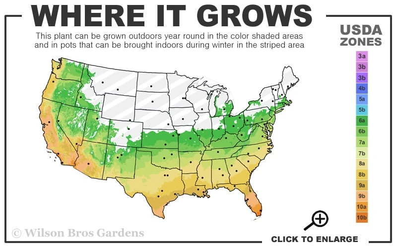 Bog Sage - Salvia Uliginosa - 3 Pack Of Quart Pots 3 Bog Sage - Salvia Uliginosa - 3 Pack Of Quart Pots - Image 3