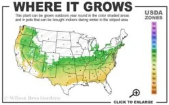 Judith Hindle Pitcher Plant (Sarracenia) - 2.5 Quart Pot -Botanhush Sales 6a 8b 1