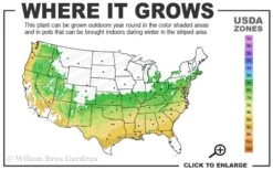 Sir Robert Dwarf Azalea - 6 Pack Of 1 Gallon Pots -Botanhush Sales 6a 9a