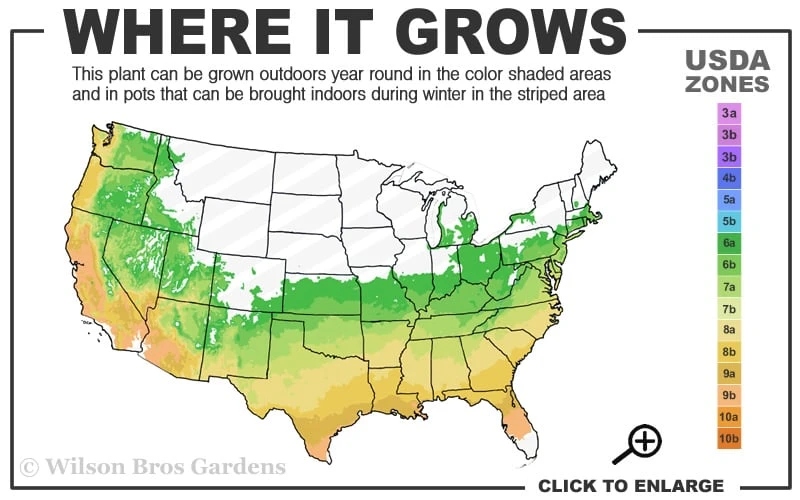 Tallulah Sunrise Native Azalea (Rhododendron) - 3 Gallon Pot 3 Tallulah Sunrise Native Azalea (Rhododendron) - 3 Gallon Pot - Image 3