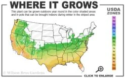 Creeping Japanese Plum Yew (Cephalotaxus Harringtonia 'Prostrata') - 3 Gallon Pot 10 Creeping Japanese Plum Yew (Cephalotaxus Harringtonia 'Prostrata') - 3 Gallon Pot -Botanhush Sales 6a 9b 65