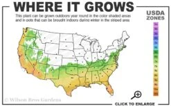 Arctic Dawn Cold Hardy Pink Camellia Hybrid - 3 Gallon Pot 5 Arctic Dawn Cold Hardy Pink Camellia Hybrid - 3 Gallon Pot -Botanhush Sales 6b 10a