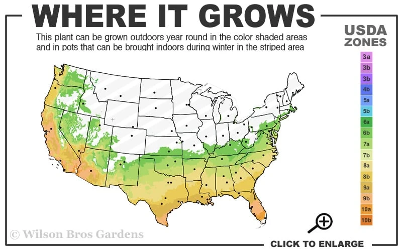 Arctic Dawn Cold Hardy Pink Camellia Hybrid - 3 Gallon Pot 3 Arctic Dawn Cold Hardy Pink Camellia Hybrid - 3 Gallon Pot - Image 3