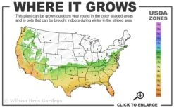 Blood Of China Fragrant Red Camellia Japonica - 3 Gallon Pot -Botanhush Sales 6b 10b