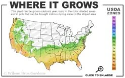 April Blush Cold Hardy Pink Camellia Japonica - 1 Gallon Pot 5 April Blush Cold Hardy Pink Camellia Japonica - 1 Gallon Pot -Botanhush Sales 6b 9b 21