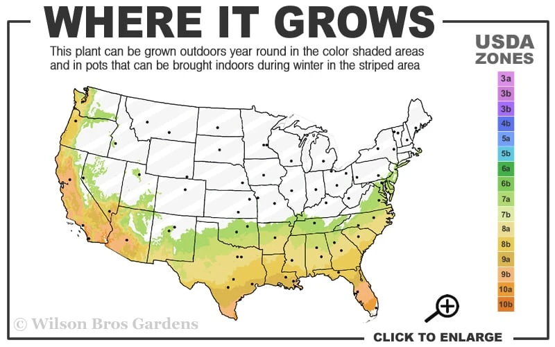 Black And Blue Salvia (Blue Anise Sage) - Salvia Guaranitica -1 Gallon Pot 3 Black And Blue Salvia (Blue Anise Sage) - Salvia Guaranitica -1 Gallon Pot - Image 3