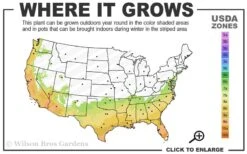 Black And Blue Salvia (Blue Anise Sage) - Salvia Guaranitica - 7.5" Pot 12 Black And Blue Salvia (Blue Anise Sage) - Salvia Guaranitica - 7.5" Pot -Botanhush Sales 7a 10a 2