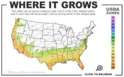 Shishi Gashira Dwarf Camellia Sasanqua - 3 Gallon Pot -Botanhush Sales 7a 10b 7