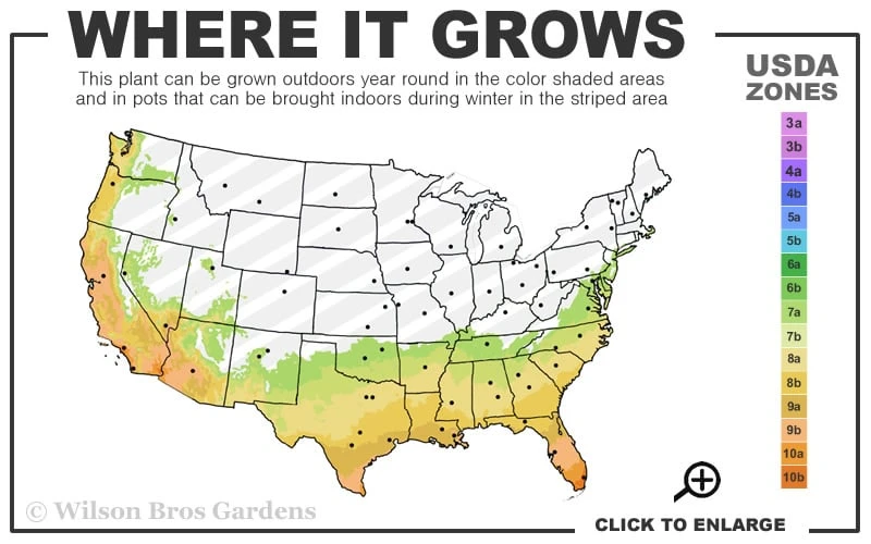 Confederate Rose Hibiscus - Rose Mallow - 3 Gallon Pot 3 Confederate Rose Hibiscus - Rose Mallow - 3 Gallon Pot - Image 3