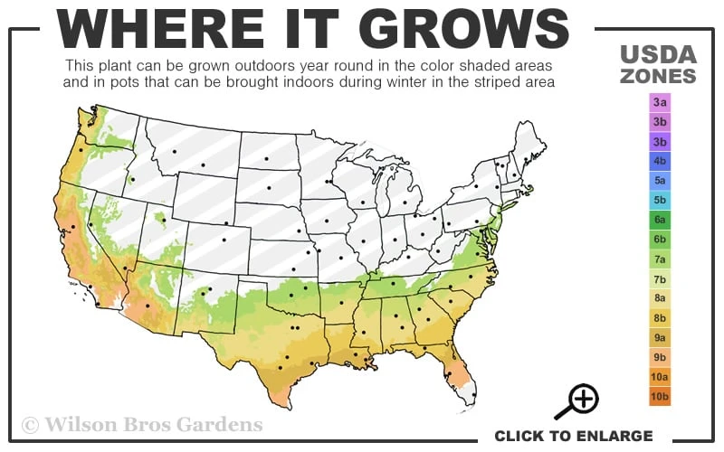 Brushfield Yellow Camellia Japonica - 3 Gallon Pot 3 Brushfield Yellow Camellia Japonica - 3 Gallon Pot - Image 3