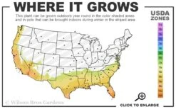 Miss Huff Hardy Lantana - 5 Pack Of Pint Pots 8 Miss Huff Hardy Lantana - 5 Pack Of Pint Pots -Botanhush Sales 7b 10b 21