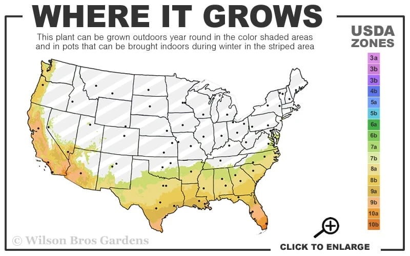 Miss Huff Hardy Lantana - 5 Pack Of Quart Pots 3 Miss Huff Hardy Lantana - 5 Pack Of Quart Pots - Image 3