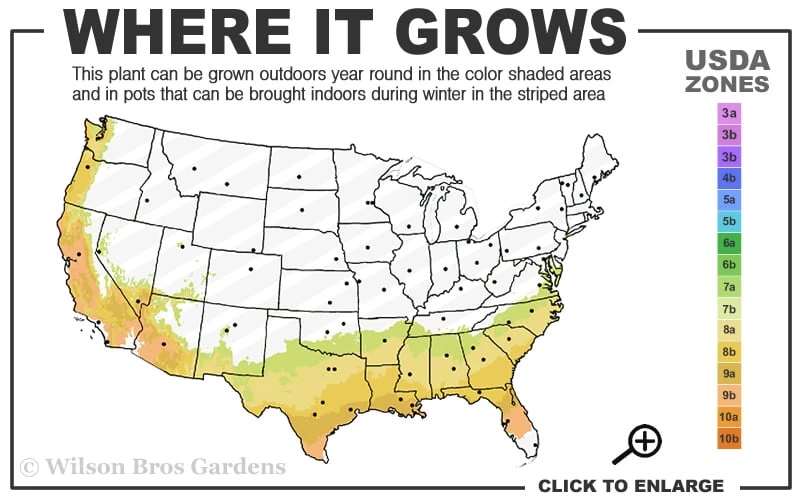 Parvilimba Camellia - 5 Gallon Pot 3 Parvilimba Camellia - 5 Gallon Pot - Image 3