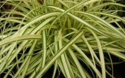Evergold Japanese Sedge (Carex Hachijoensis) - 10 Pack Of Quart Pots -Botanhush Sales 8275 evergold carex