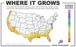 Look Again Camellia Japonica - 3 Gallon Pot -Botanhush Sales 8a 11 2