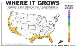 White African Iris - Fortnight Lily - Dietes Iridioides - 1 Gallon Pot 7 White African Iris - Fortnight Lily - Dietes Iridioides - 1 Gallon Pot -Botanhush Sales 8b 11