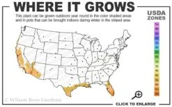 Yellow Butterfly African Iris - Dietes Bicolor - 1 Gallon Pot -Botanhush Sales 9a 11 1