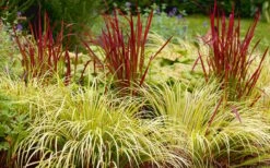 Golden Sweet Flag - Acorus Gramineus 'Ogon' - 5 Pack Of Quart Pots -Botanhush Sales Acorus Ogon 103