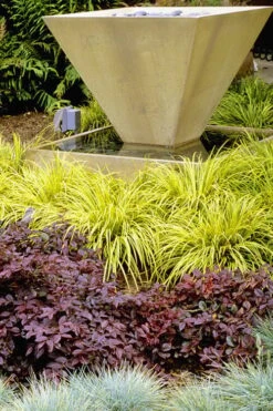 Golden Sweet Flag (Acorus Gramineus 'Ogon') - 6 Pack Of Pint Pots -Botanhush Sales Acorus Ogon 104 1