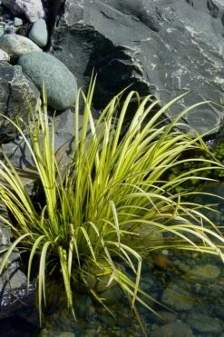 Golden Sweet Flag (Acorus Gramineus 'Ogon') - 6 Pack Of Pint Pots -Botanhush Sales Acorus Ogon 105 1