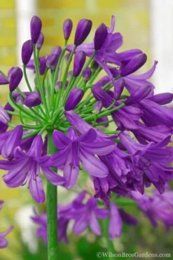 Ever Amethyst Agapanthus (Lily Of The Nile) - 1 Gallon Pot -Botanhush Sales Agapanthus Ever Amethyst 1