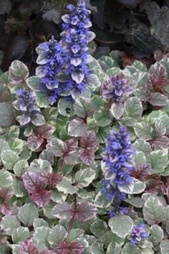 Burgundy Glow Ajuga - Bugleweed - 10 Count Flat Of 4" Pint Pots -Botanhush Sales Ajuga Burgundy Glow 500x750 1