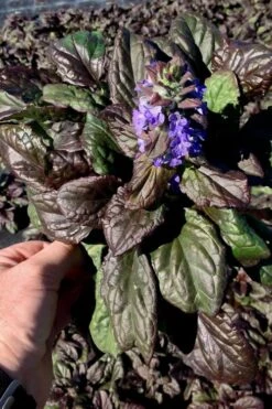 Catlins Giant Ajuga - Bugleweed - 5 Pack Of Pint Pots -Botanhush Sales Ajuga Catlins Giant 10