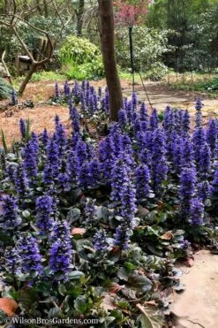 Catlins Giant Ajuga - Bugleweed - 5 Pack Of Pint Pots -Botanhush Sales Ajuga Catlins Giant 20