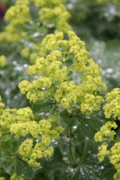 Auslese Lady's Mantle (Alchemilla Mollis) - 1 Gallon Pot -Botanhush Sales Alchemilla Mollis Thriller 1