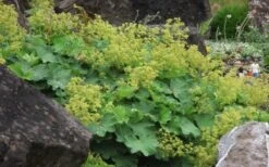 Auslese Lady's Mantle (Alchemilla Mollis) - 1 Gallon Pot -Botanhush Sales Alchemilla Mollis Thriller 2